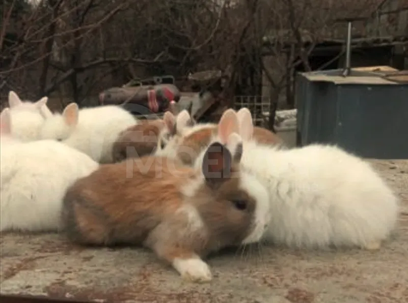 Gift (dwarf rabbits) decorative dwarf Tbilisi - photo 3