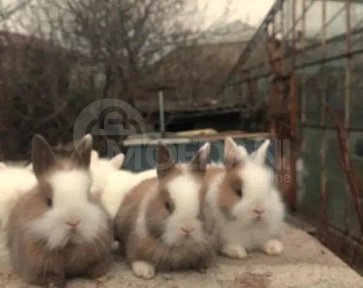 Gift (dwarf rabbits) decorative dwarf Tbilisi - photo 4