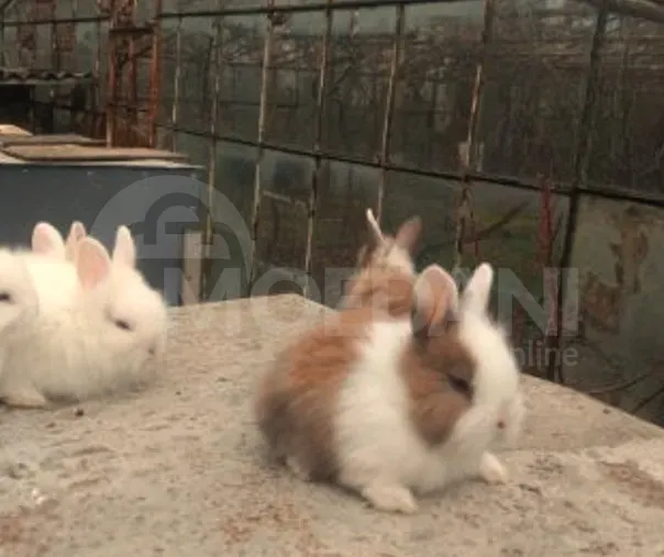 Gift (dwarf rabbits) decorative dwarf Tbilisi - photo 1