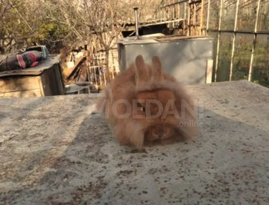 Gift (dwarf rabbits) decorative dwarf Tbilisi - photo 7