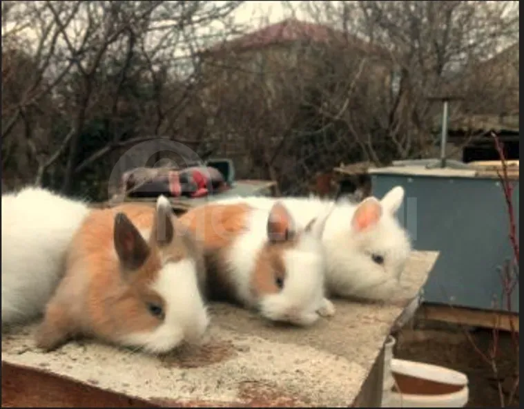 Gift (dwarf rabbits) decorative dwarf Tbilisi - photo 6