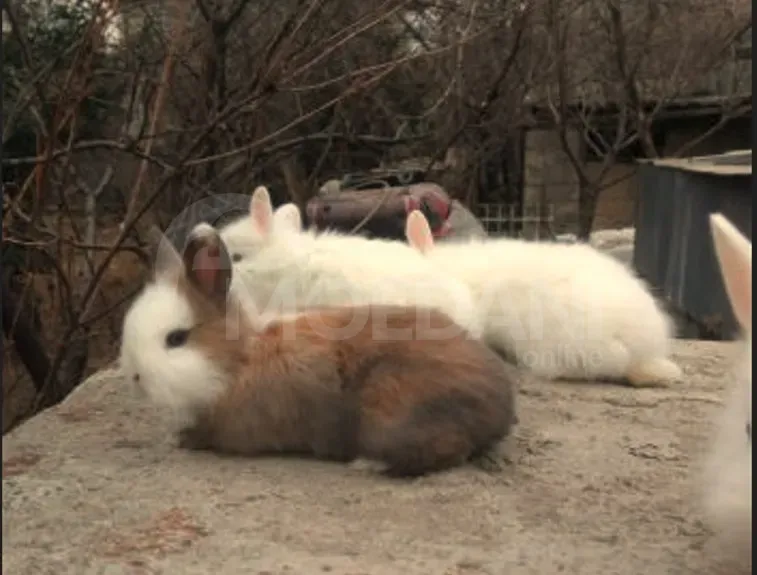 Gift (dwarf rabbits) decorative dwarf Tbilisi - photo 2