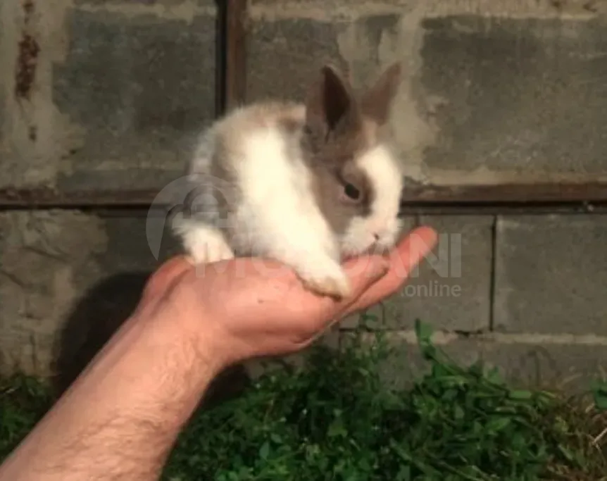 Gift (dwarf rabbits) decorative dwarf Tbilisi - photo 10