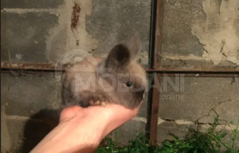 Სასაჩუქრე პატარა ჯიშის ჯუჯა ბაჭიები ევროპული ჯიშის თბილისი - photo 2