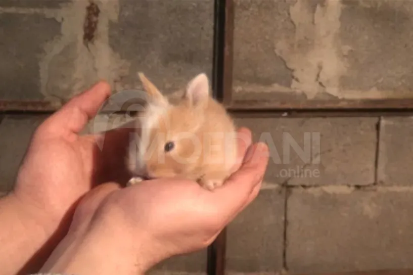 Სასაჩუქრე პატარა ჯიშის ჯუჯა ბაჭიები ევროპული ჯიშის თბილისი - photo 1