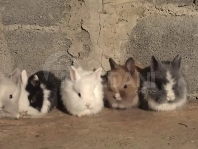 Სასაჩუქრე პატარა ჯიშის ჯუჯა ბაჭიები ევროპული ჯიშის თბილისი - photo 7