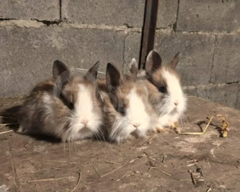 Подарочные (карликовые декоративные) кролики маленькие Тбилиси - изображение 3
