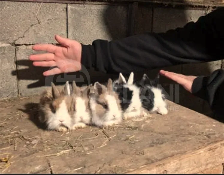 Подарочные (карликовые декоративные) кролики маленькие Тбилиси - изображение 2