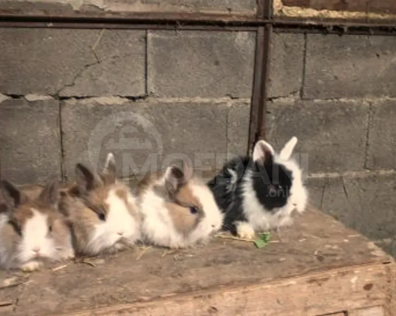 Подарочные (карликовые декоративные) кролики маленькие Тбилиси - изображение 1