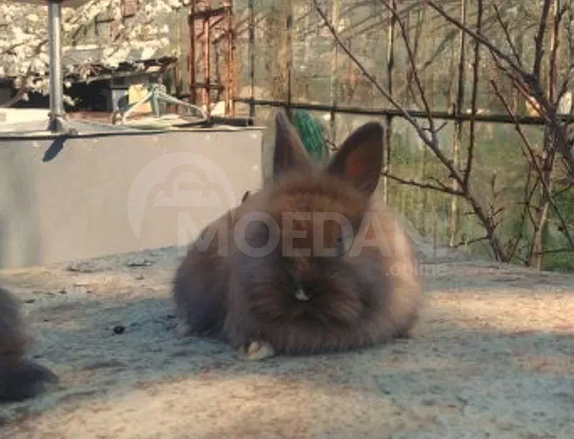 Dwarf dwarf rabbits of European breed Tbilisi - photo 1