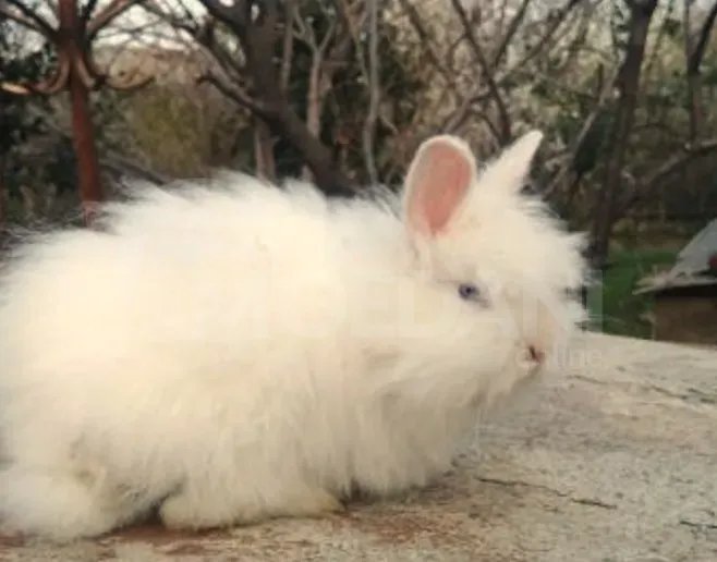 Dwarf dwarf rabbits of European breed Tbilisi - photo 8