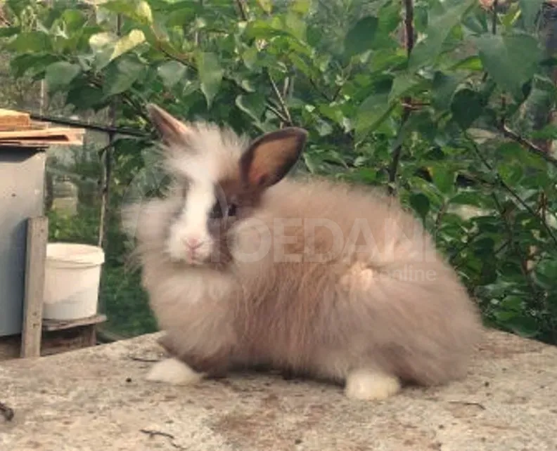 Dwarf dwarf rabbits of European breed Tbilisi - photo 4