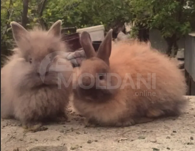 Dwarf dwarf rabbits of European breed Tbilisi - photo 5