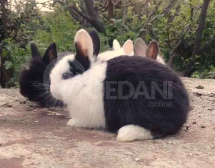 Dwarf dwarf rabbits of European breed Tbilisi - photo 6