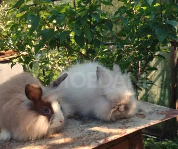 Dwarf dwarf rabbits of European breed Tbilisi - photo 2