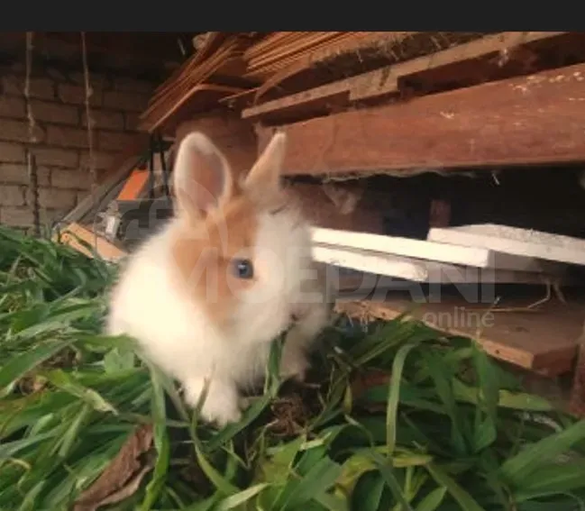 Dwarf dwarf rabbits of European breed Tbilisi - photo 10