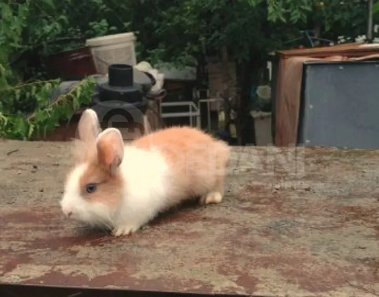 Dwarf dwarf rabbits of European breed Tbilisi - photo 3