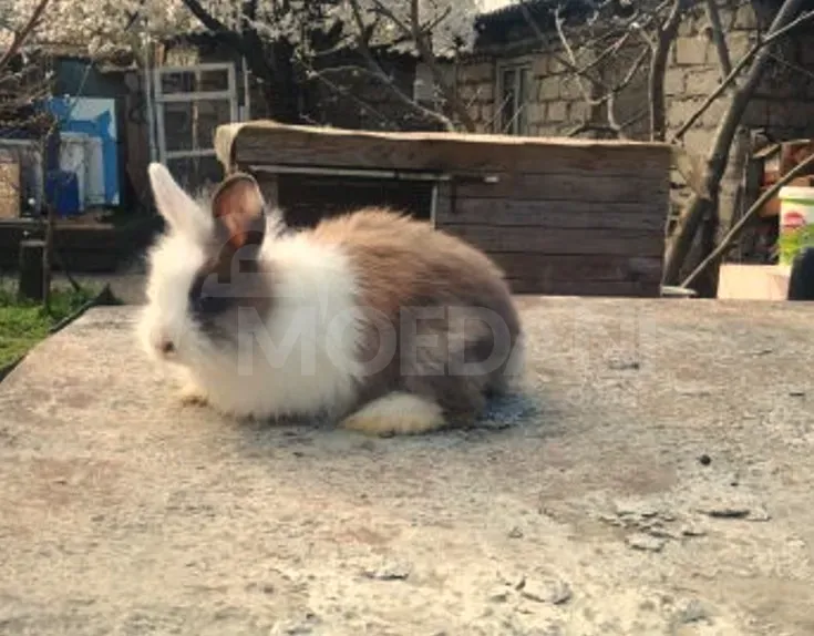 Dwarf dwarf rabbits of European breed Tbilisi - photo 7