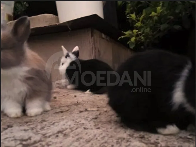 Подарочный (гномик) декоративный гномик Тбилиси - изображение 6