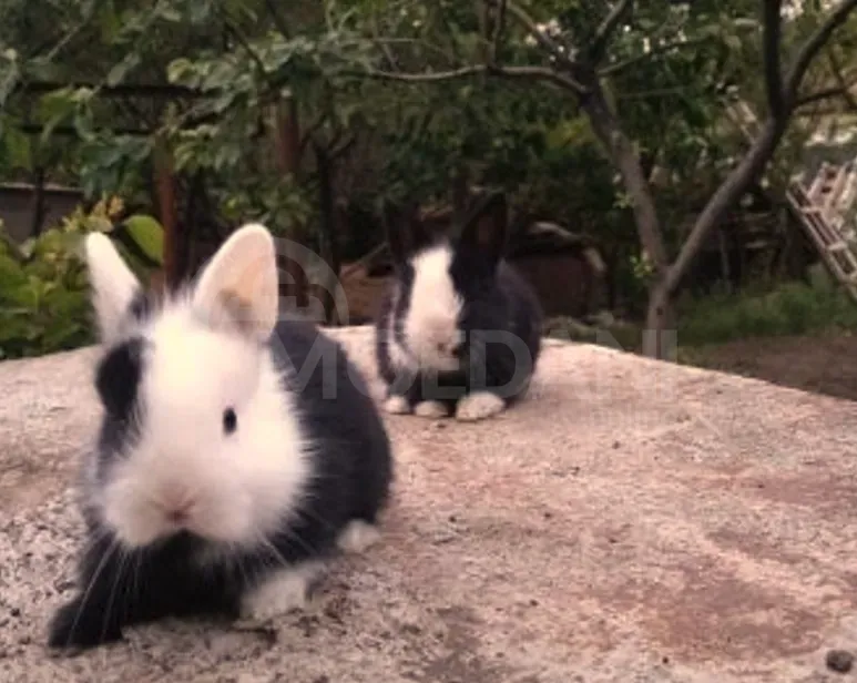 Подарочный (гномик) декоративный гномик Тбилиси - изображение 4