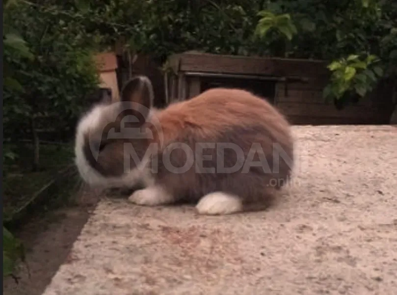 Подарочный (гномик) декоративный гномик Тбилиси - изображение 5