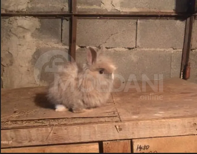 Подарочные (карликовые) маленькие кролики Тбилиси - изображение 3