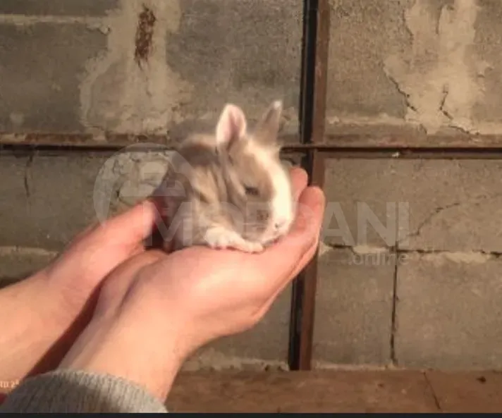 Подарочные (карликовые) маленькие кролики Тбилиси - изображение 10