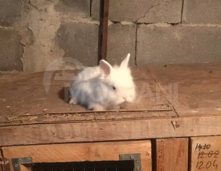 Подарочные (карликовые) маленькие кролики Тбилиси - изображение 1