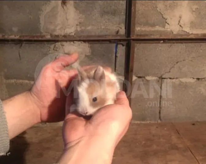 Подарочные (карликовые) маленькие кролики Тбилиси - изображение 5