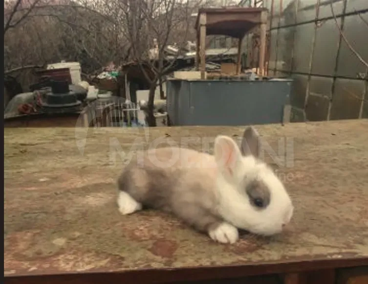 Სასაჩუქრე ჯუჯა (კარლიკი) პატარა ჯიშის თბილისი - photo 3