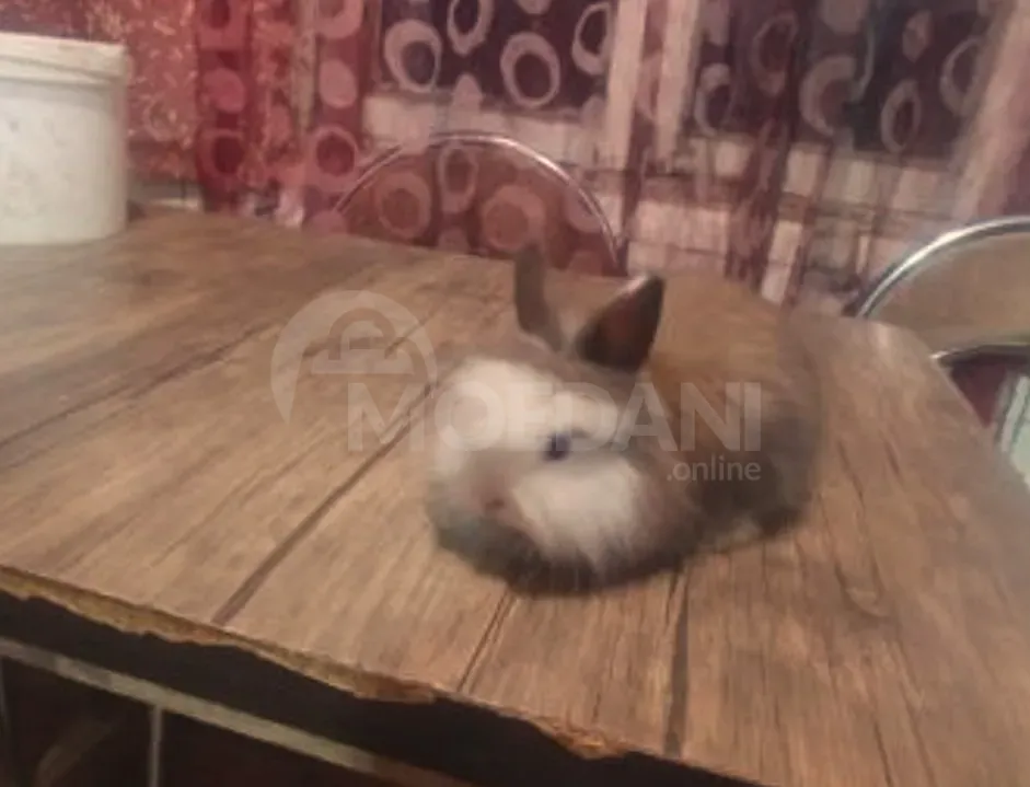 Სასაჩუქრე ჯუჯა (კარლიკი) პატარა ჯიშის თბილისი - photo 5