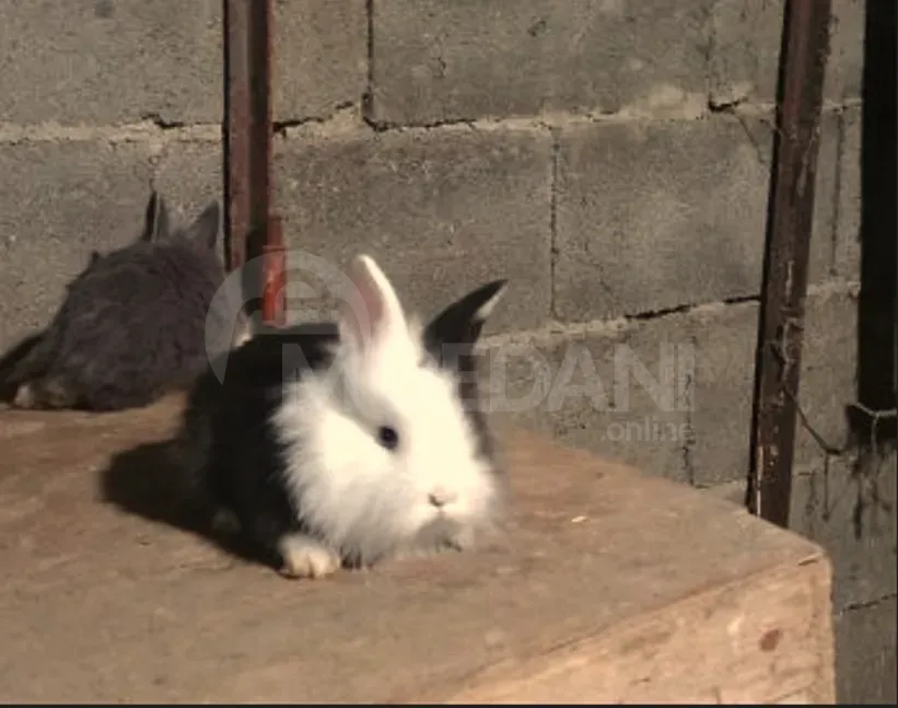 Სასაჩუქრე ჯუჯა (კარლიკი) პატარა ჯიშის თბილისი - photo 8