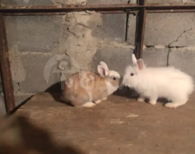 Маленькая порода декоративных кроликов. Тбилиси - изображение 2