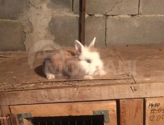 Подарочные (карликовые) кролики разных цветов, Тбилиси - изображение 3