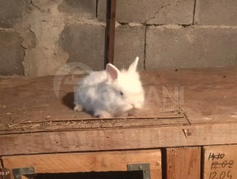 Подарочные (карликовые) кролики разных цветов, Тбилиси - изображение 1