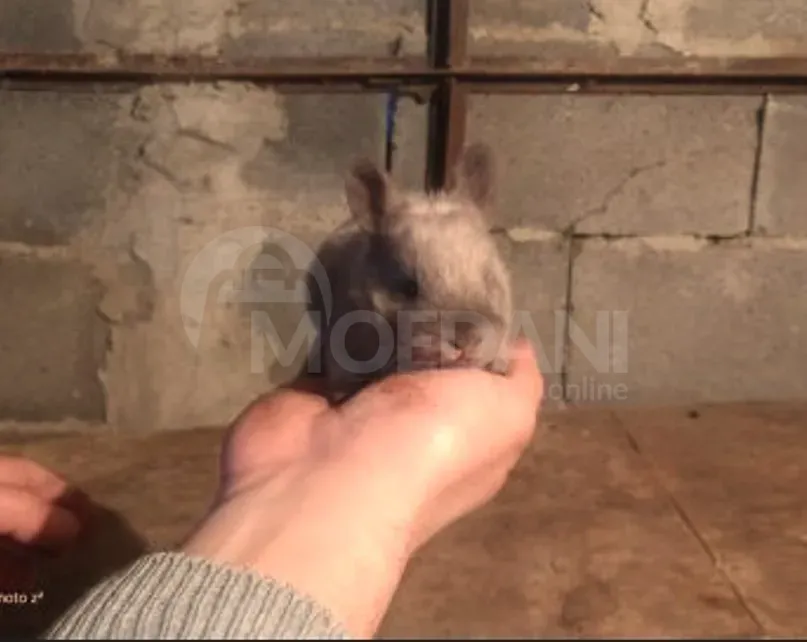 Подарочные (карликовые) кролики разных цветов, Тбилиси - изображение 7