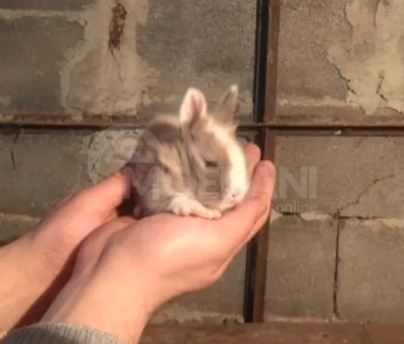 Подарочные (карликовые) кролики разных цветов, Тбилиси - изображение 10