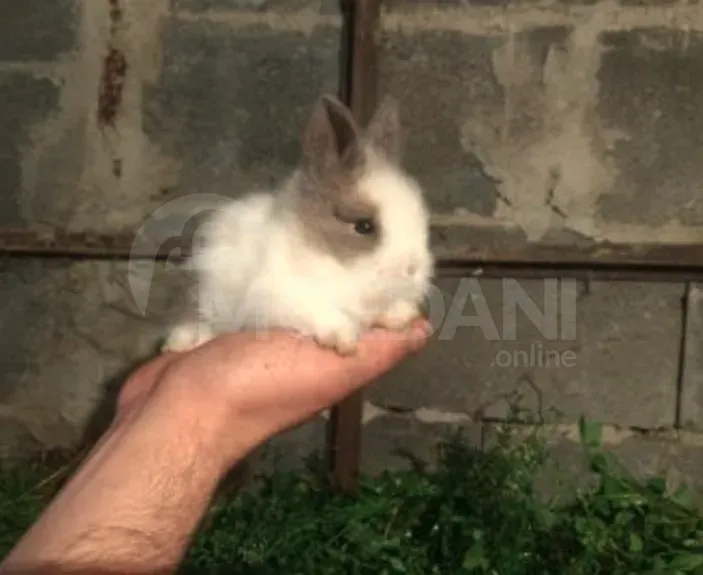 Подарочные (карликовые) кролики разных цветов, Тбилиси - изображение 8