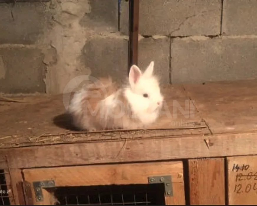 Подарочные (карликовые) кролики разных цветов, Тбилиси - изображение 5