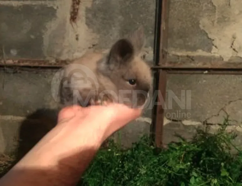 Подарочные (карликовые) кролики разных цветов, Тбилиси - изображение 9