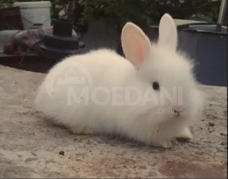 Карлики породы Атара, подарочные (карликовые) декоративные Тбилиси - изображение 8