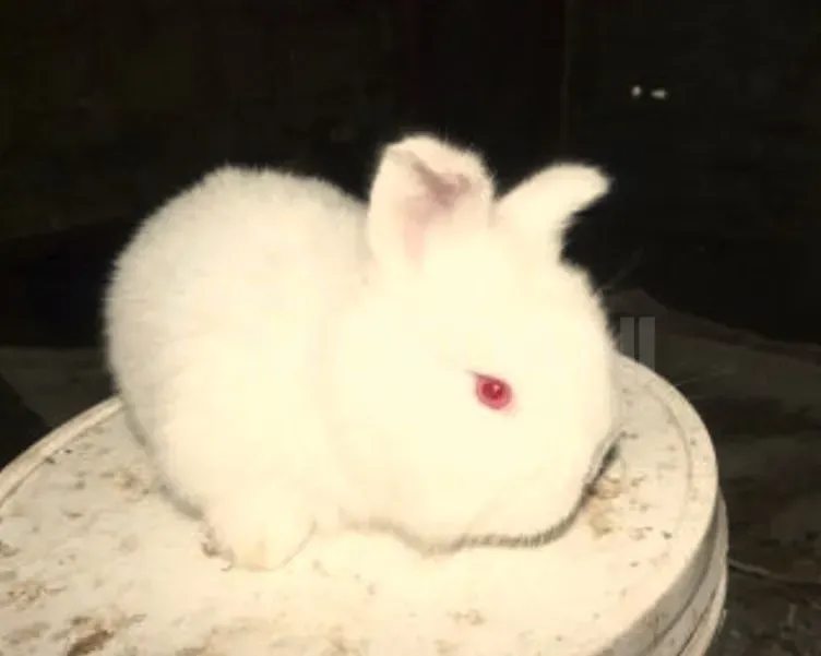 Gift rabbits of different breeds. Tbilisi - photo 1