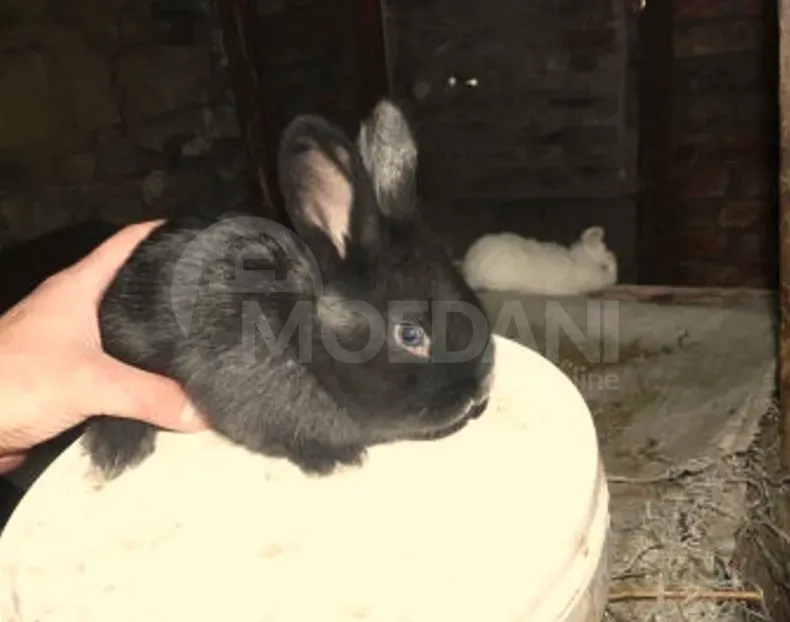 Gift rabbits of different breeds. Tbilisi - photo 3
