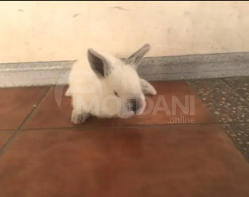 Gift rabbits of different breeds. Tbilisi - photo 7