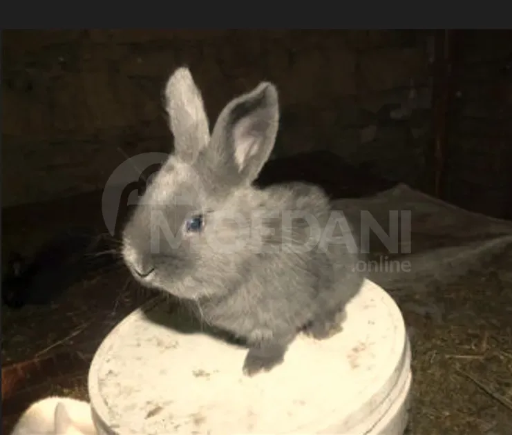Gift rabbits of different breeds. Tbilisi - photo 2