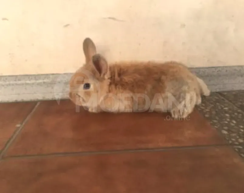 Gift rabbits of different breeds. Tbilisi - photo 8