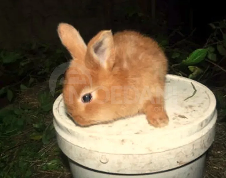 Gift rabbits of different breeds. Tbilisi - photo 4