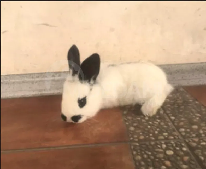 Gift rabbits of different breeds. Tbilisi - photo 9