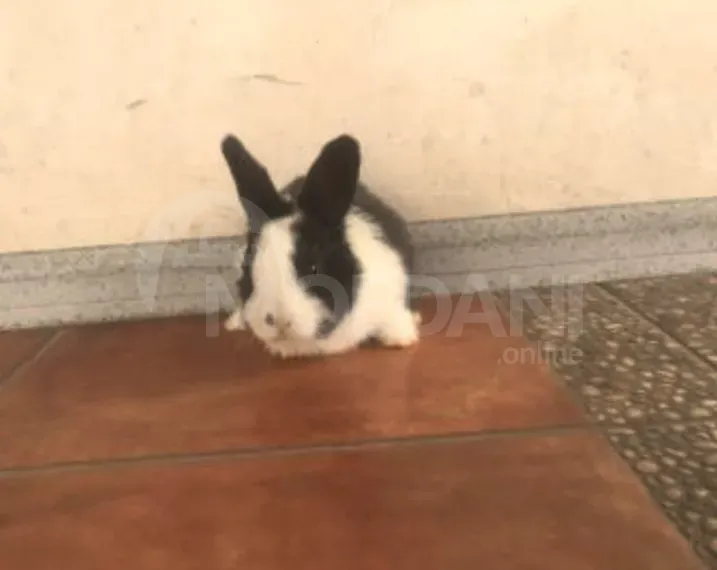 Gift rabbits of different breeds. Tbilisi - photo 5