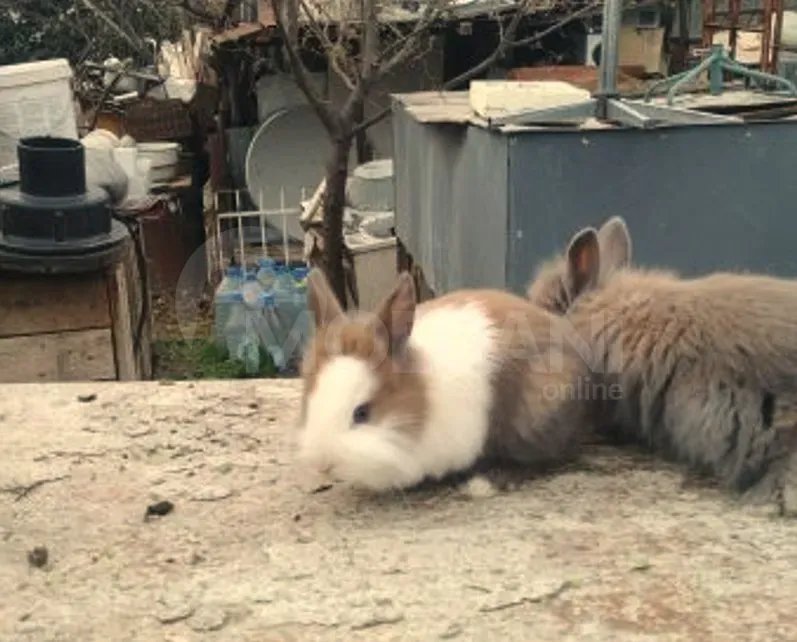 Карликовые кролики в подарок Тбилиси - изображение 7